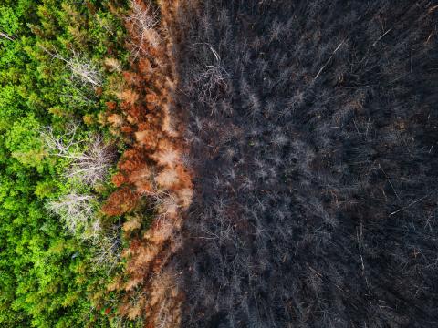 image of trees burnt in a fire