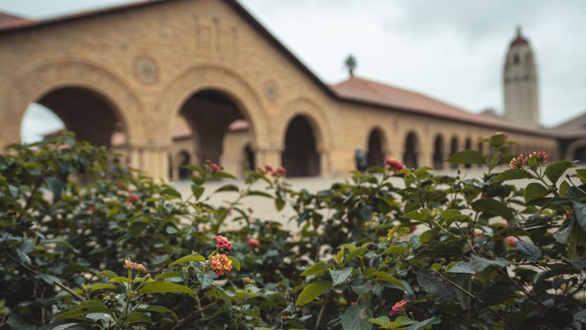 Flower bushes with Stanford quad and Hoover Tower in the background