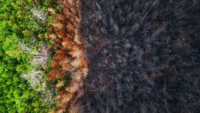 image of trees burnt in a fire