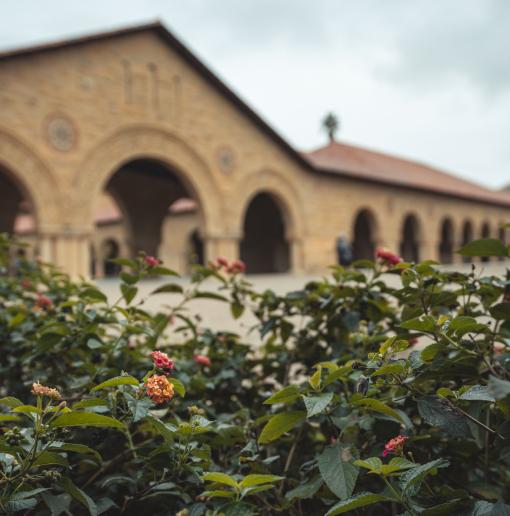 Flower bushes with Stanford quad and Hoover Tower in the background