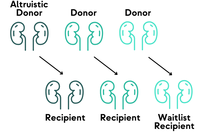 kidney chain diagram